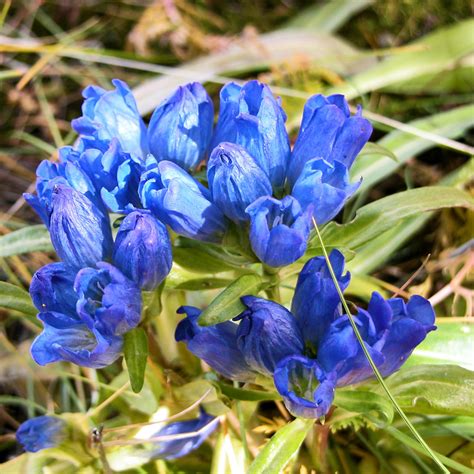 Gentian (Gentiana), A Mountain Plant